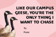 Like our campus geese, you&apos;re the only thing I want to chase