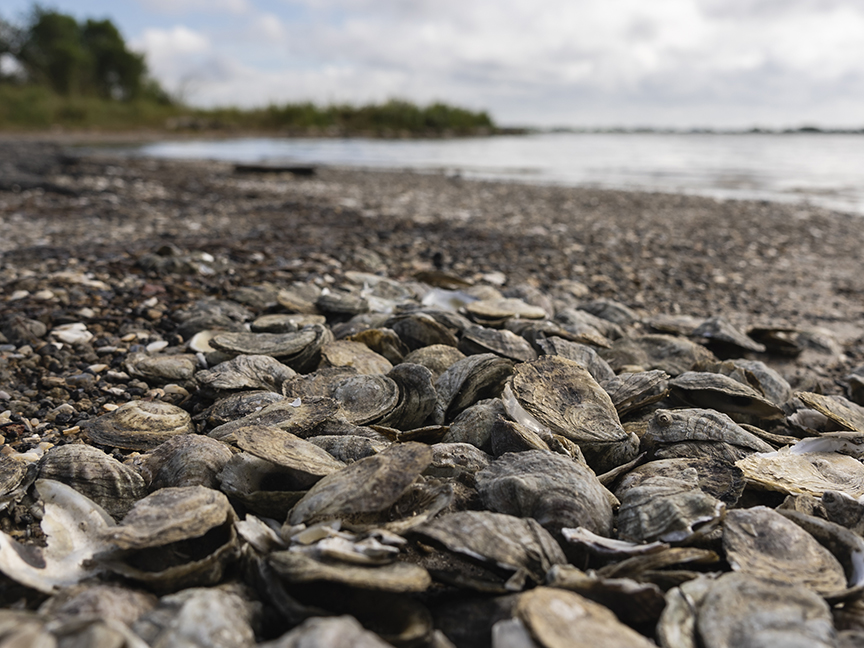 Oysters sit near the water
